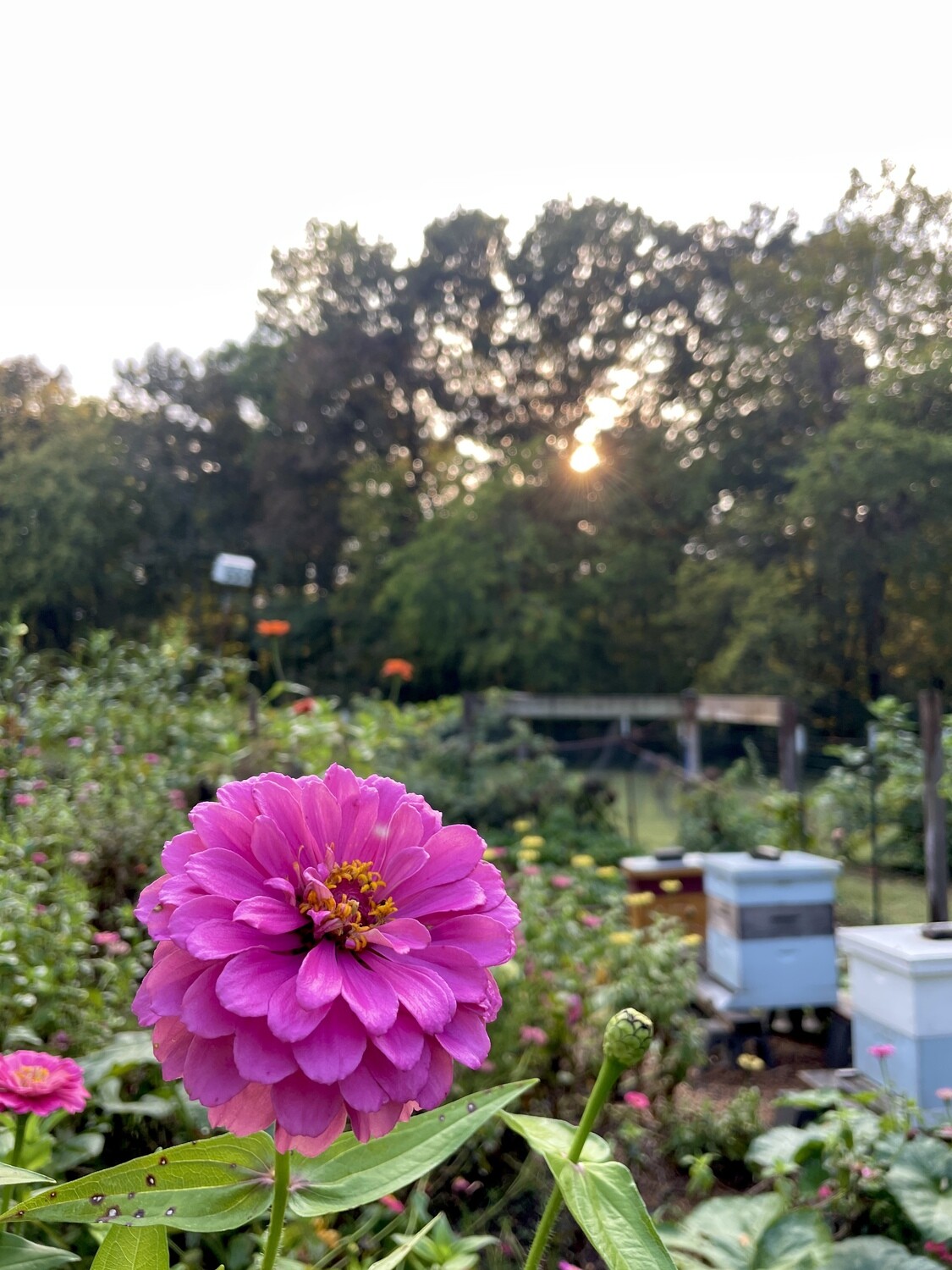 Bouquet Subscription