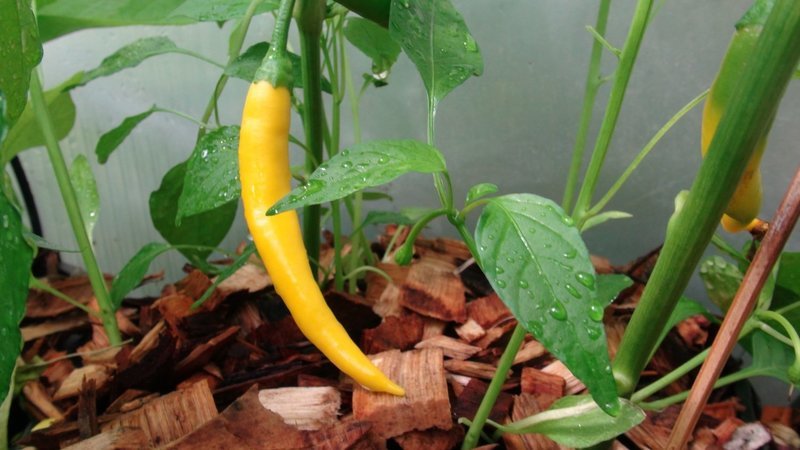 Golden cayenne