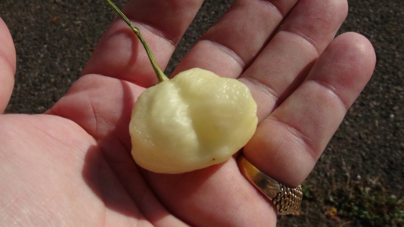 Sugar Rush Cream Pepper