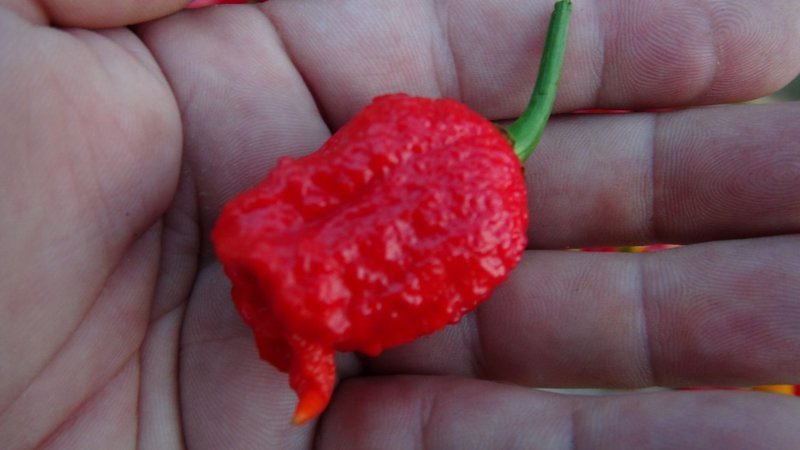 Carolina Reaper HP22B Pepper