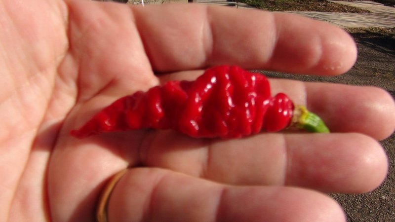 Murupi Giant Pepper