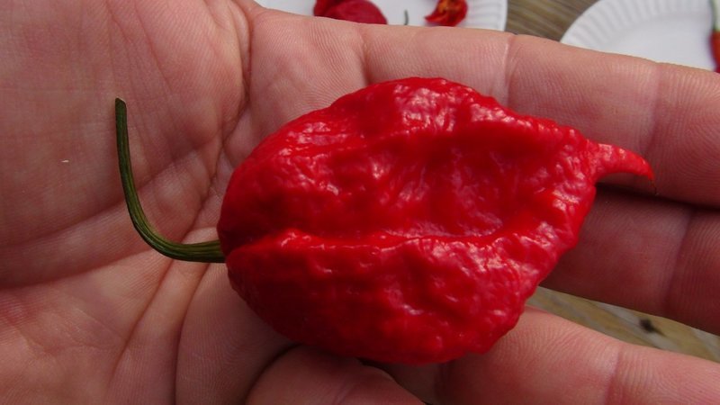 Trinidad Scorpion Pepper