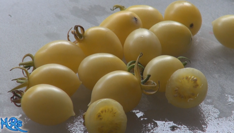 Barry&#39;s crazy cherry tomato