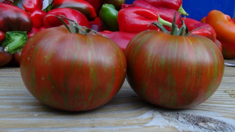 Vintage Wine Tomato