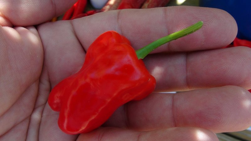 Hinkelhatz Pepper