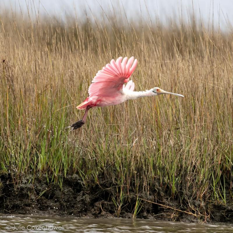 Bird Watching Reservation Deposit