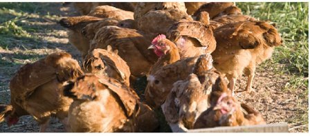 Free Range Heritage Chicken - Chicken Breasts