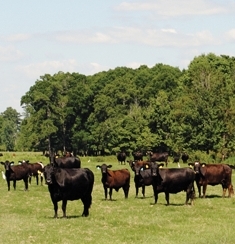 Grass Fed Ground Beef-1 pound packages