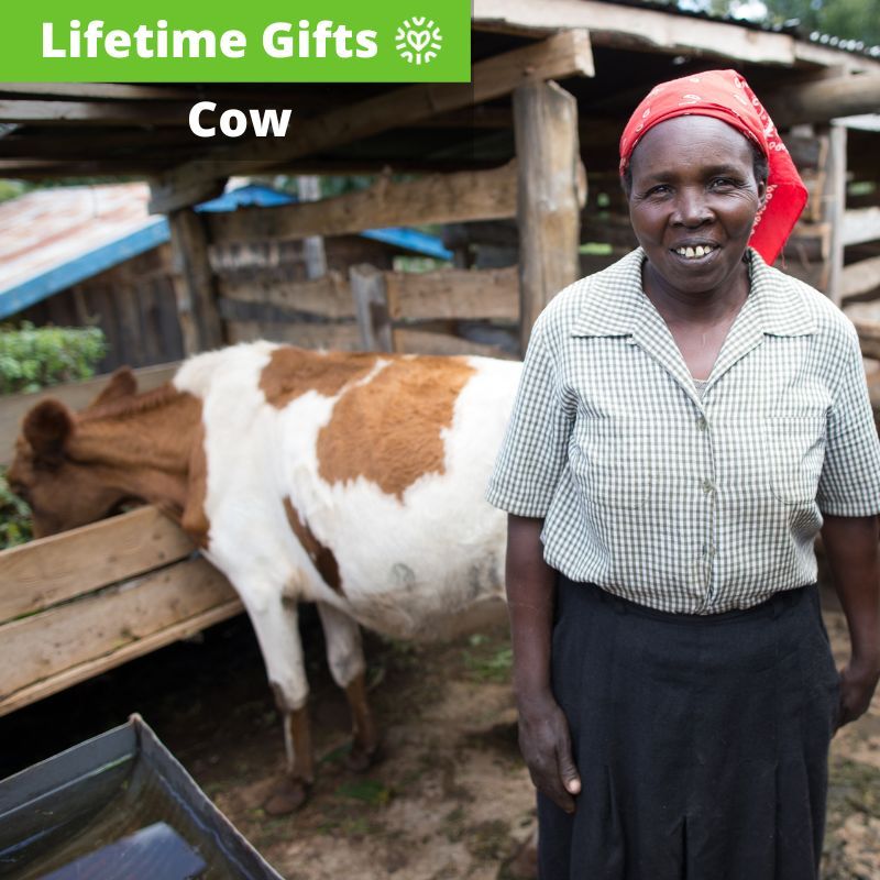 Cow