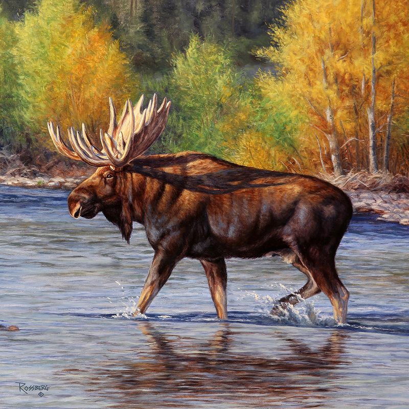 Moose #1