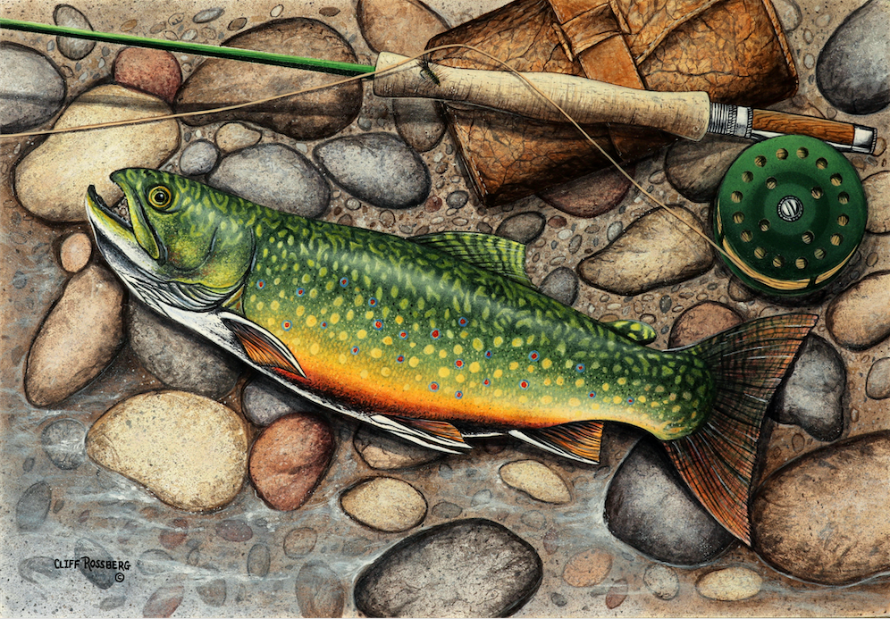 Brook Trout