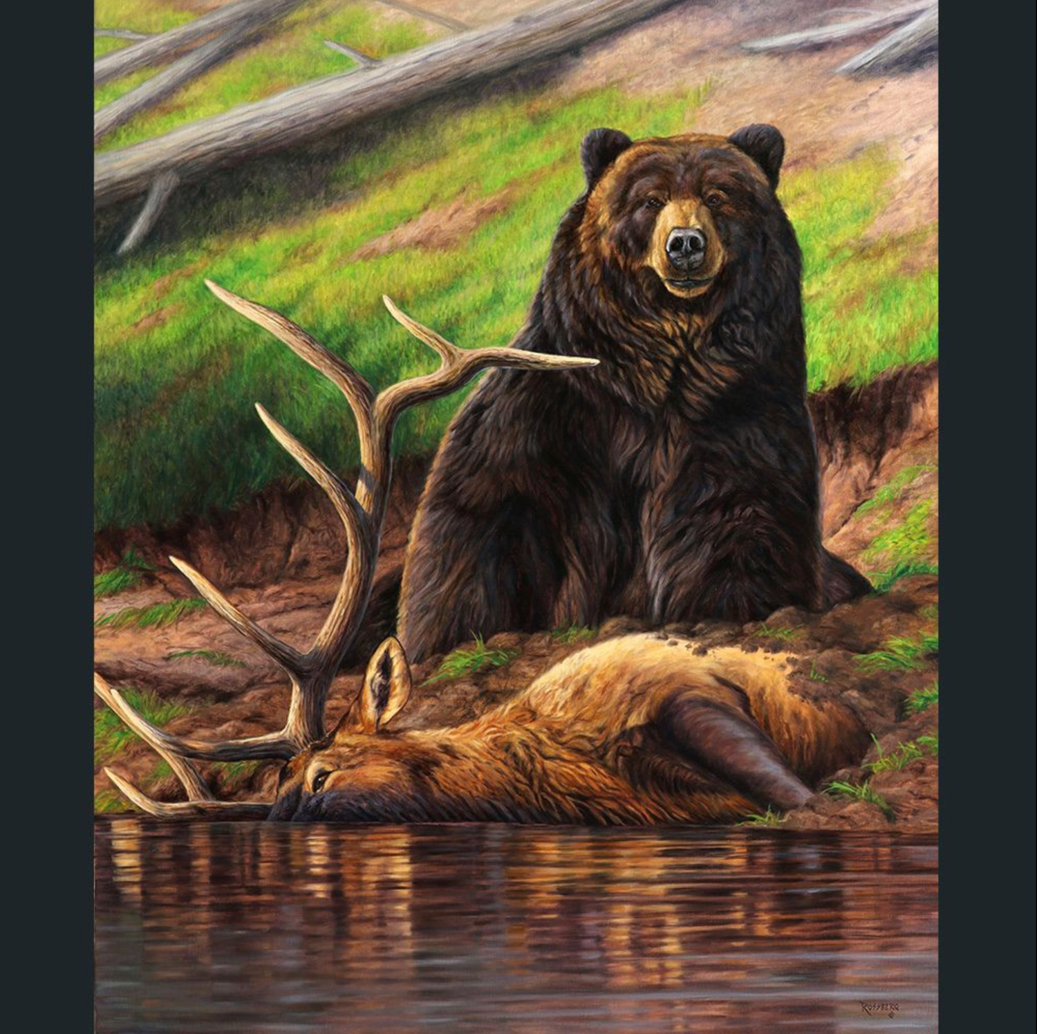 Yellowstone King- Grizzly 791