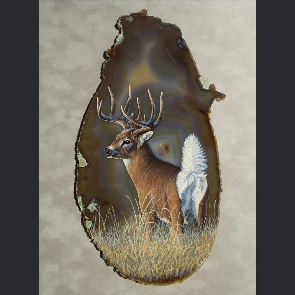 FLASH-WHITETAIL