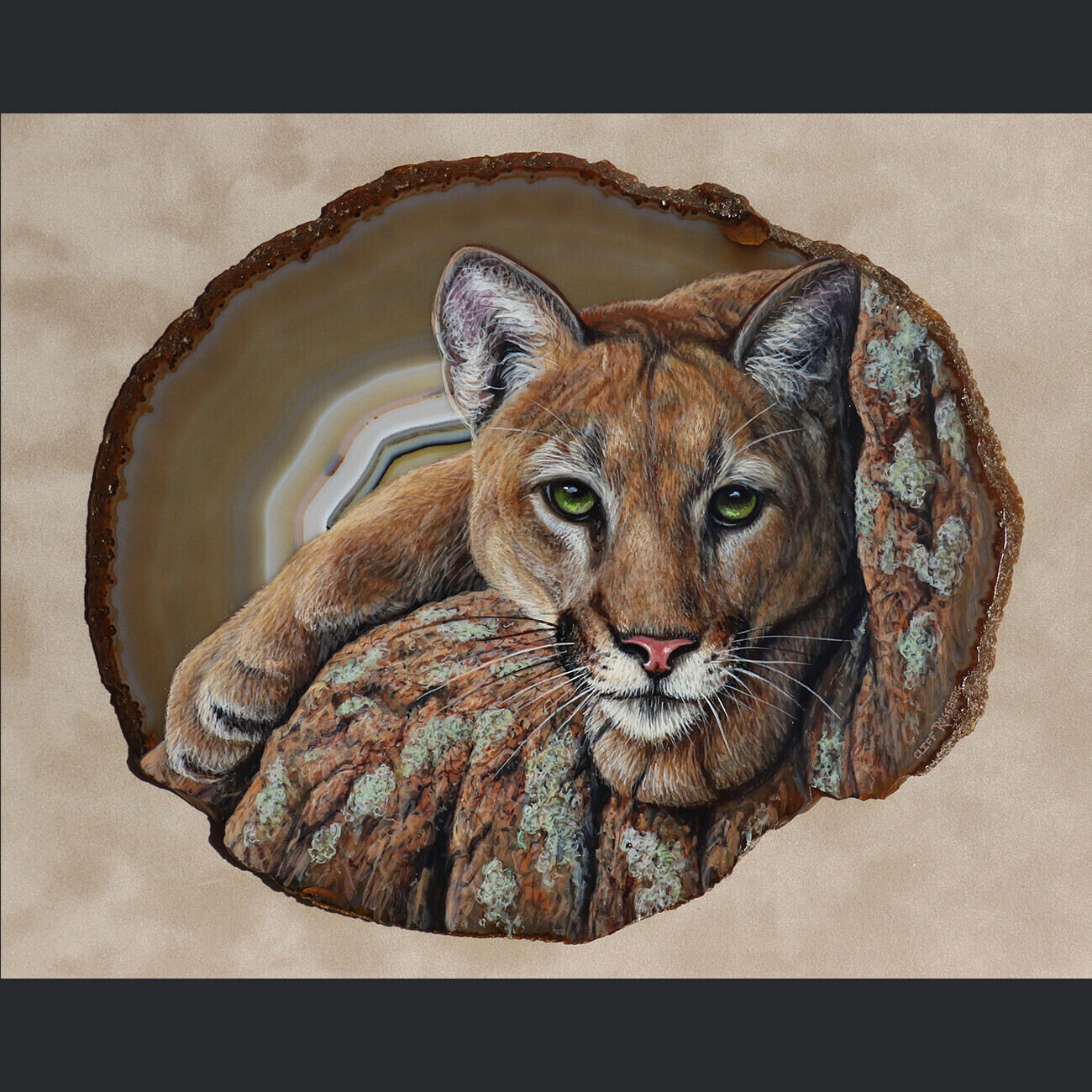 Fixated-Mountain Lion