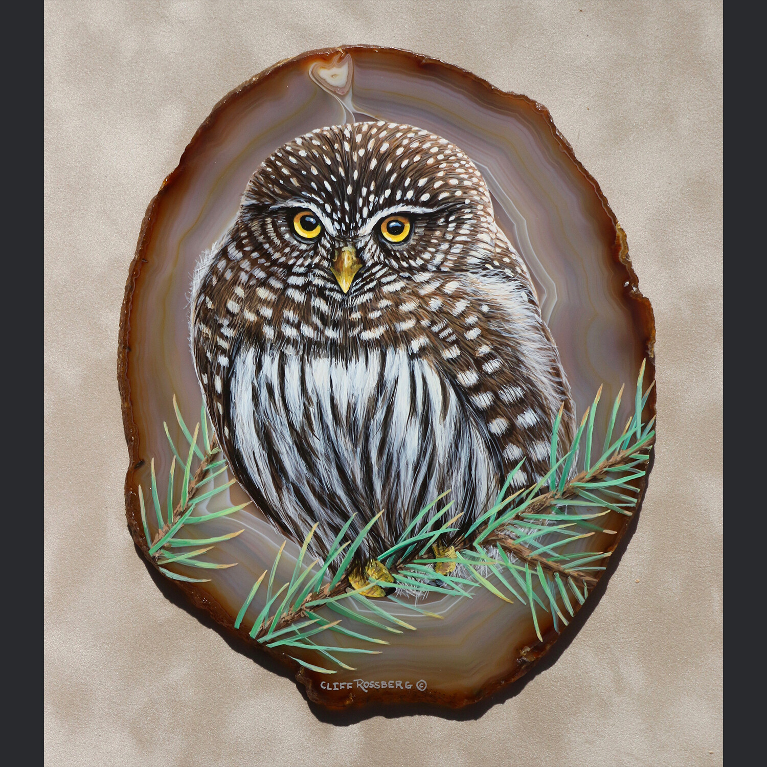 Northern Pygmy Owl