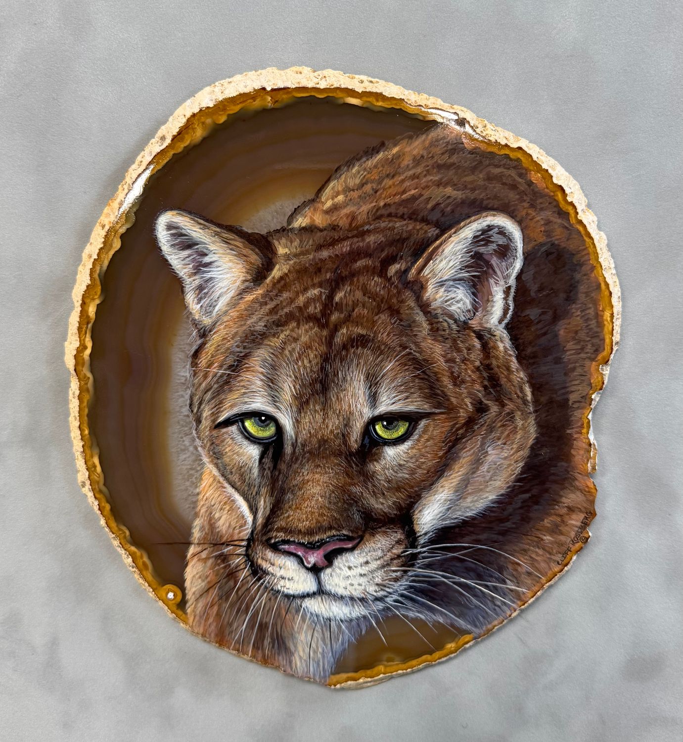 Locked In-Cougar
