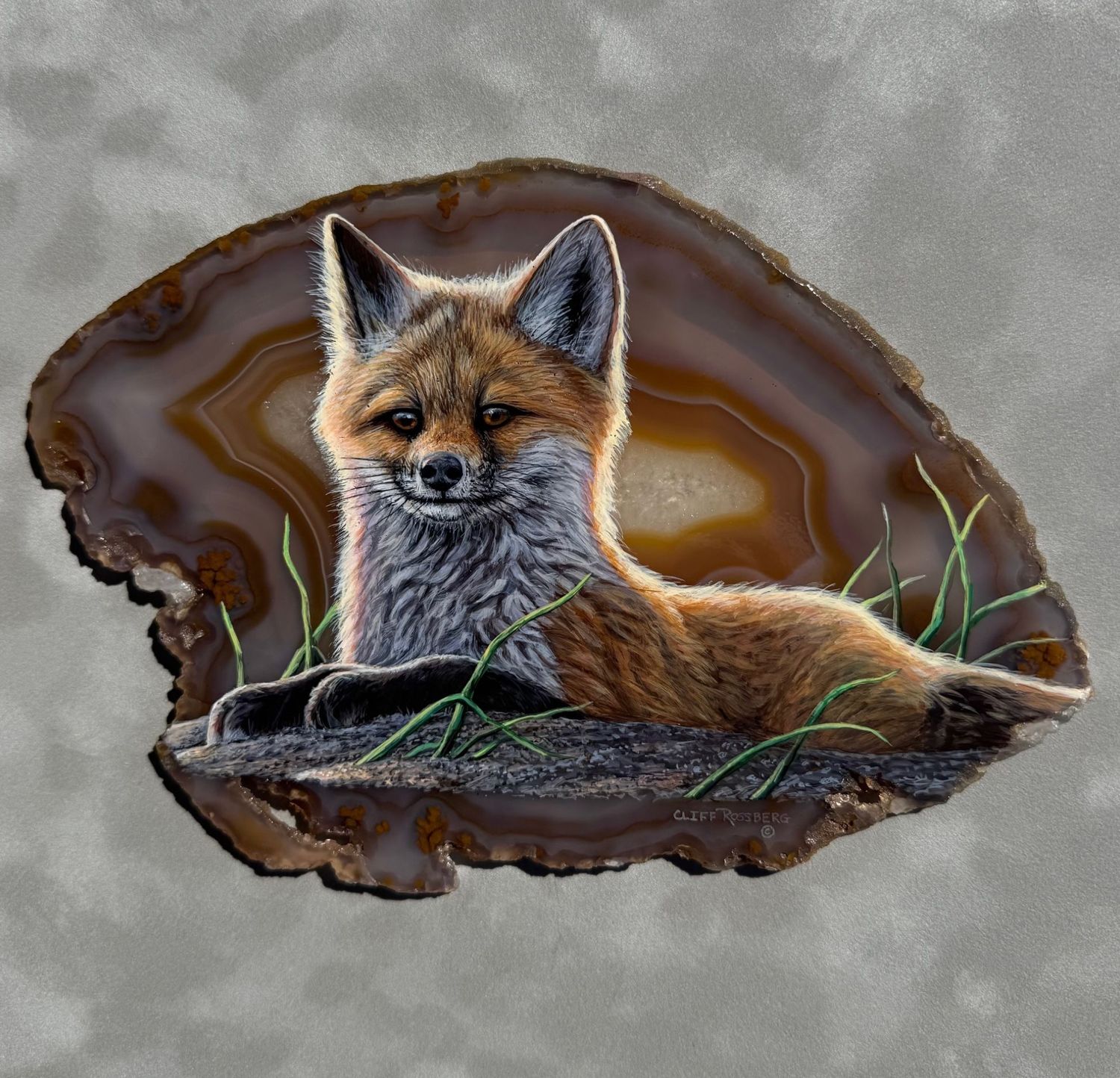 Curious- Fox Pup