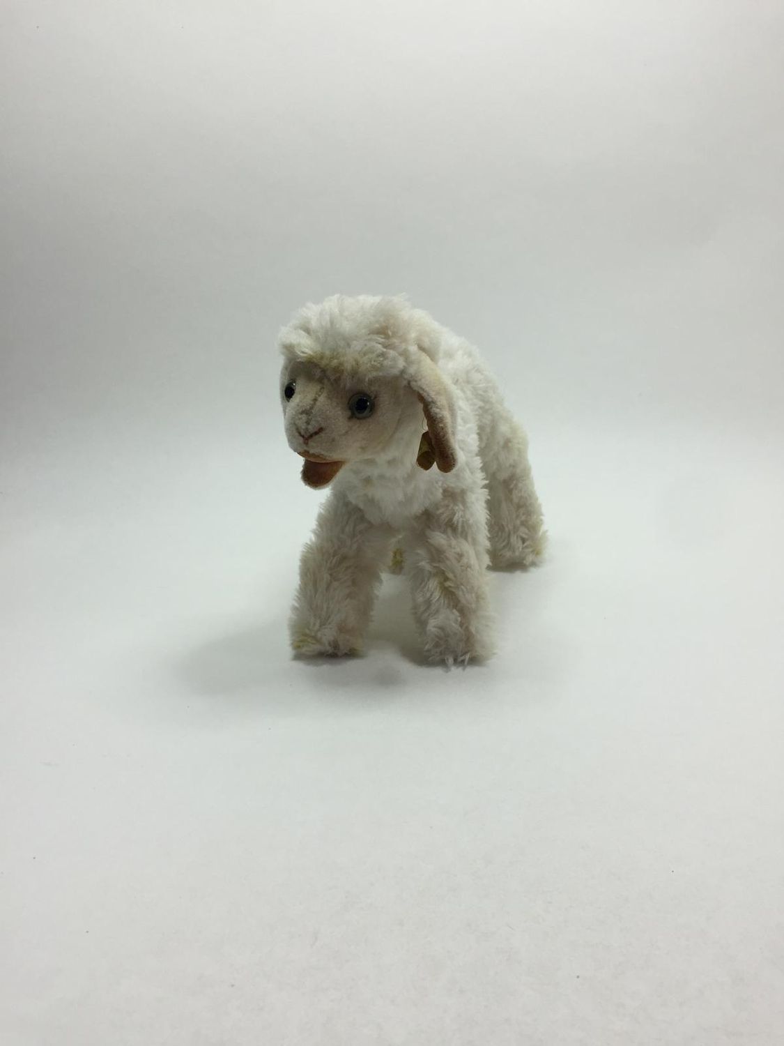 Steiff Lamm Cosy Lamby 1622.04 mit Knopf und Fahne stehend 22 cm Mega Sammlerstück