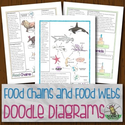 Food Webs and Food Chains Doodle Diagrams