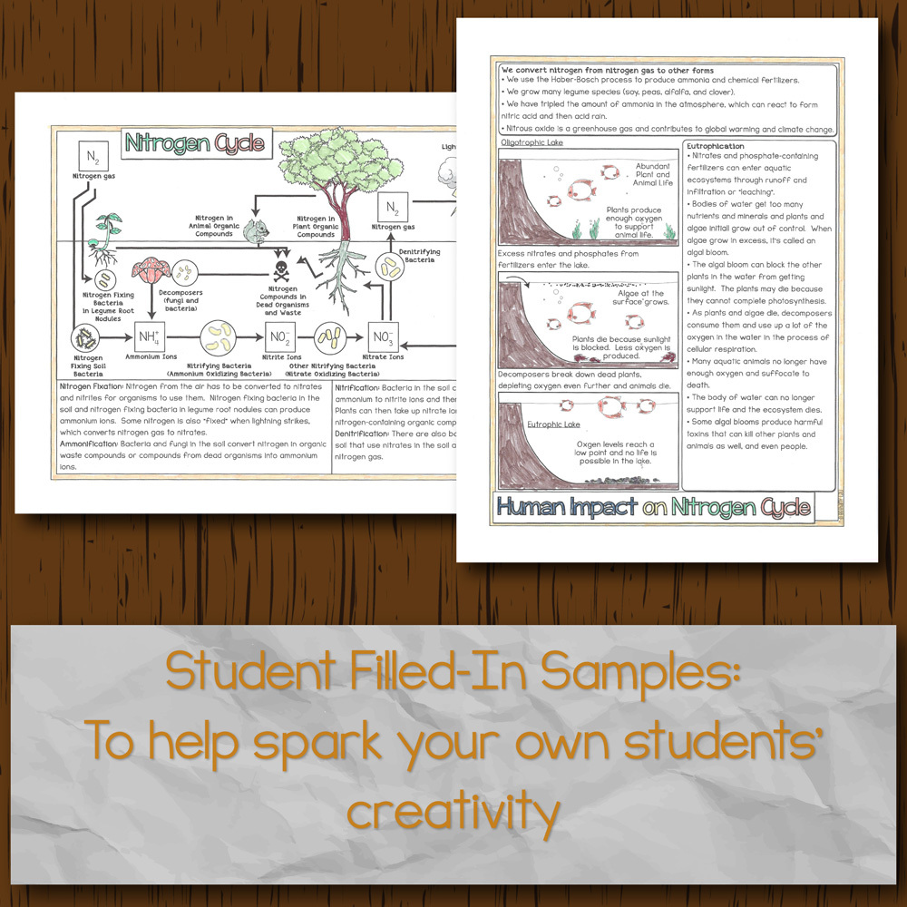 Nitrogen Cycle Doodle Diagrams Intended For  Nitrogen Cycle Worksheet Answers