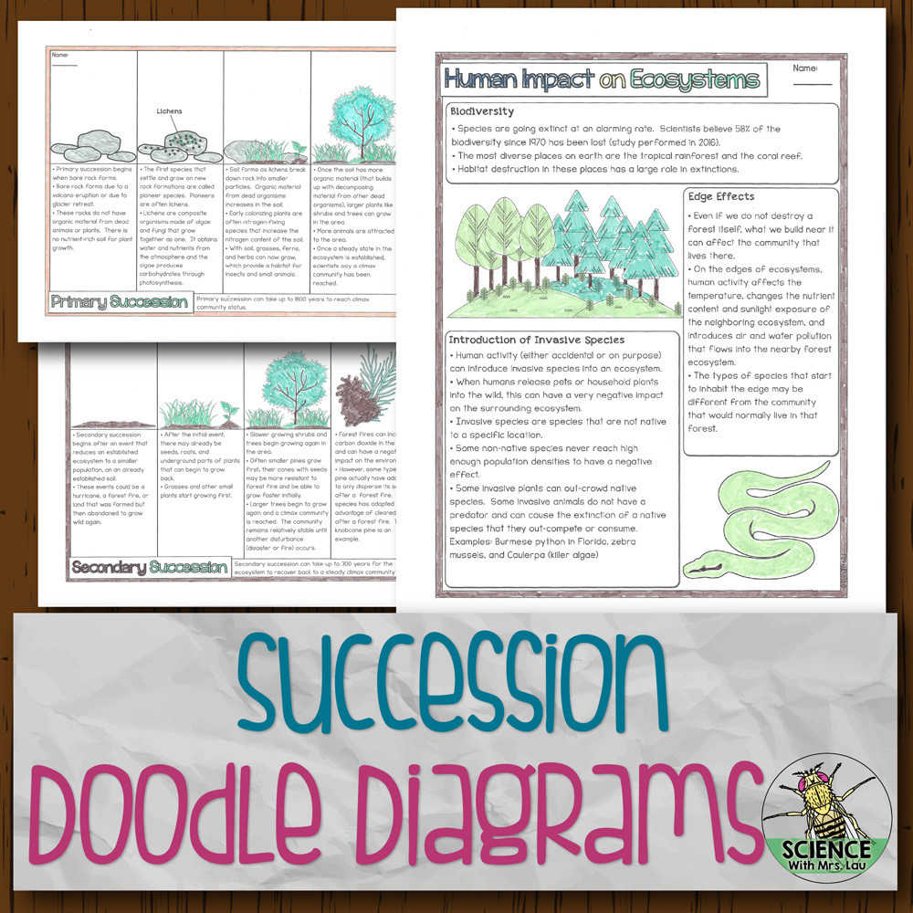 Succession Doodle Diagrams