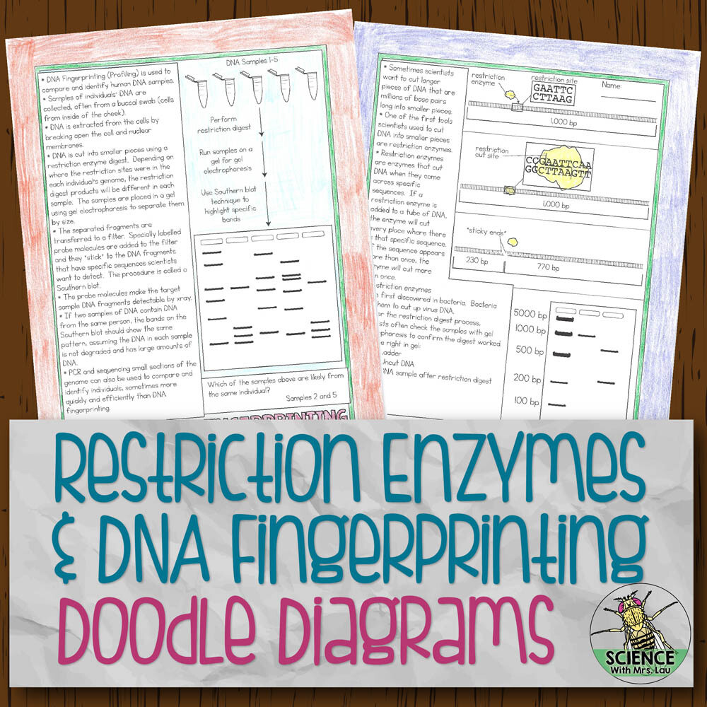 Restriction Enzymes Doodle Diagram Notes