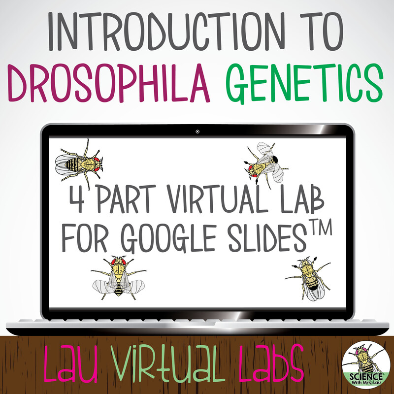 Virtual Fruit Fly Lab made for Google Slides