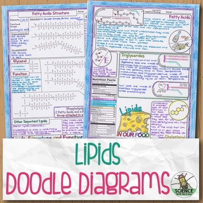 Lipids Doodle Diagram Notes