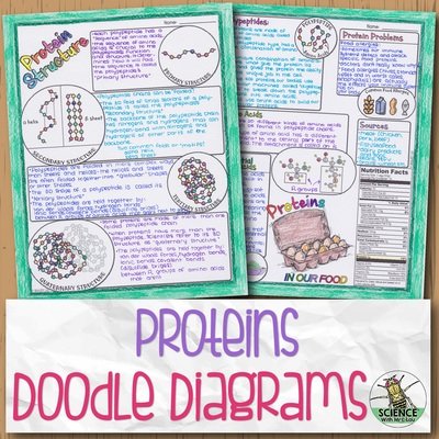 Proteins Doodle Diagram Notes