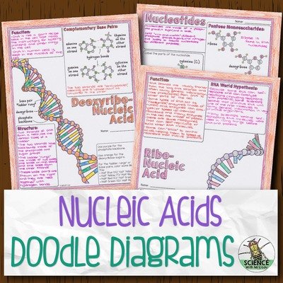 Nucleic Acids Doodle Diagrams