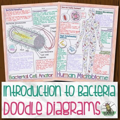 Introduction to Bacteria Doodle Diagram Notes