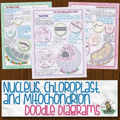 Nucleus, Chloroplast, and Mitochondrion Doodle Diagram Notes