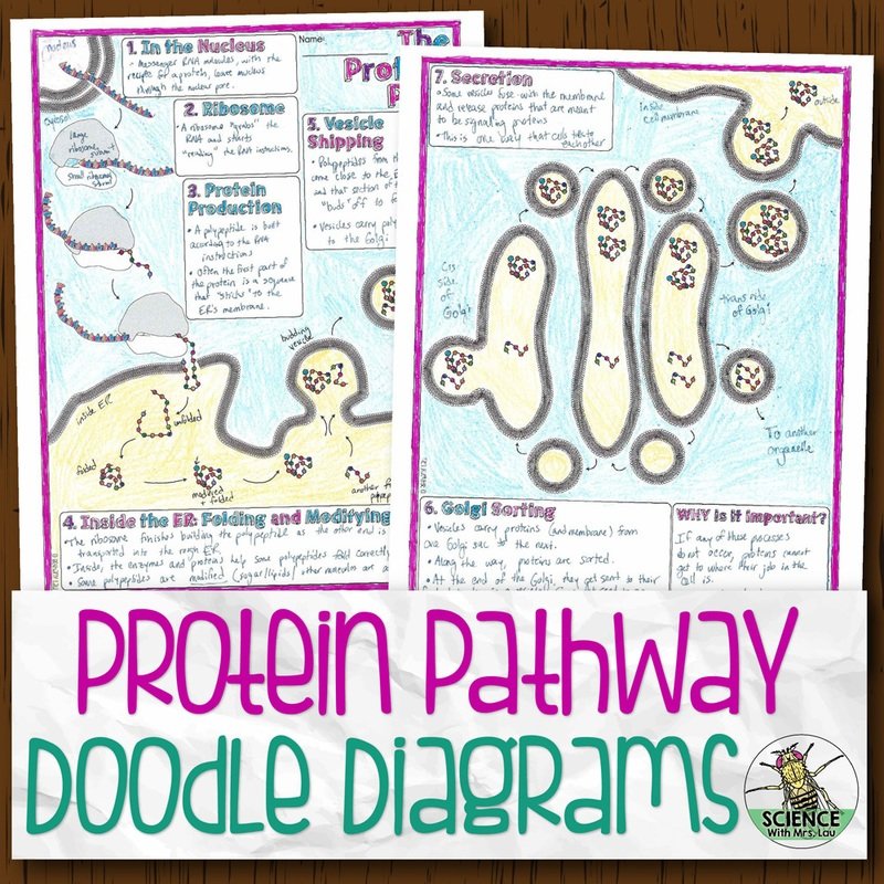 Protein Pathway Doodle Diagrams