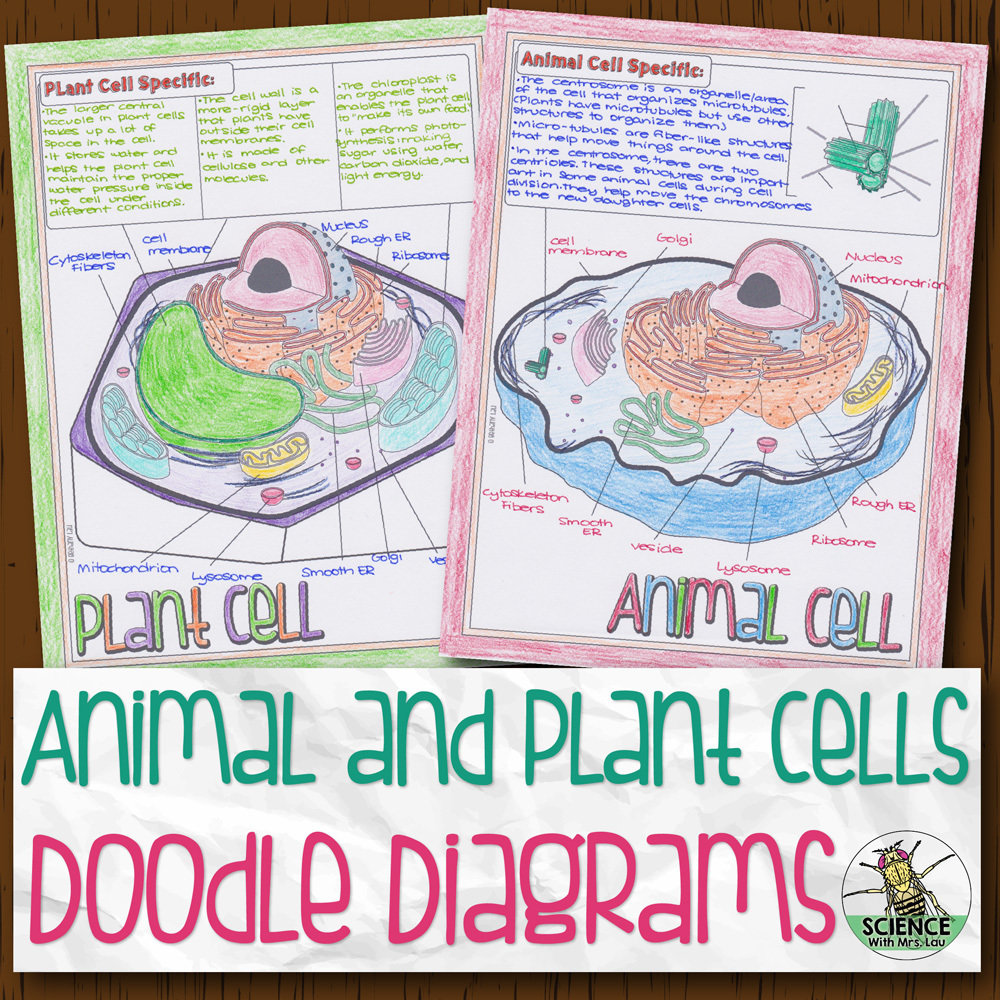 Animal and Plant Cells Doodle Diagrams