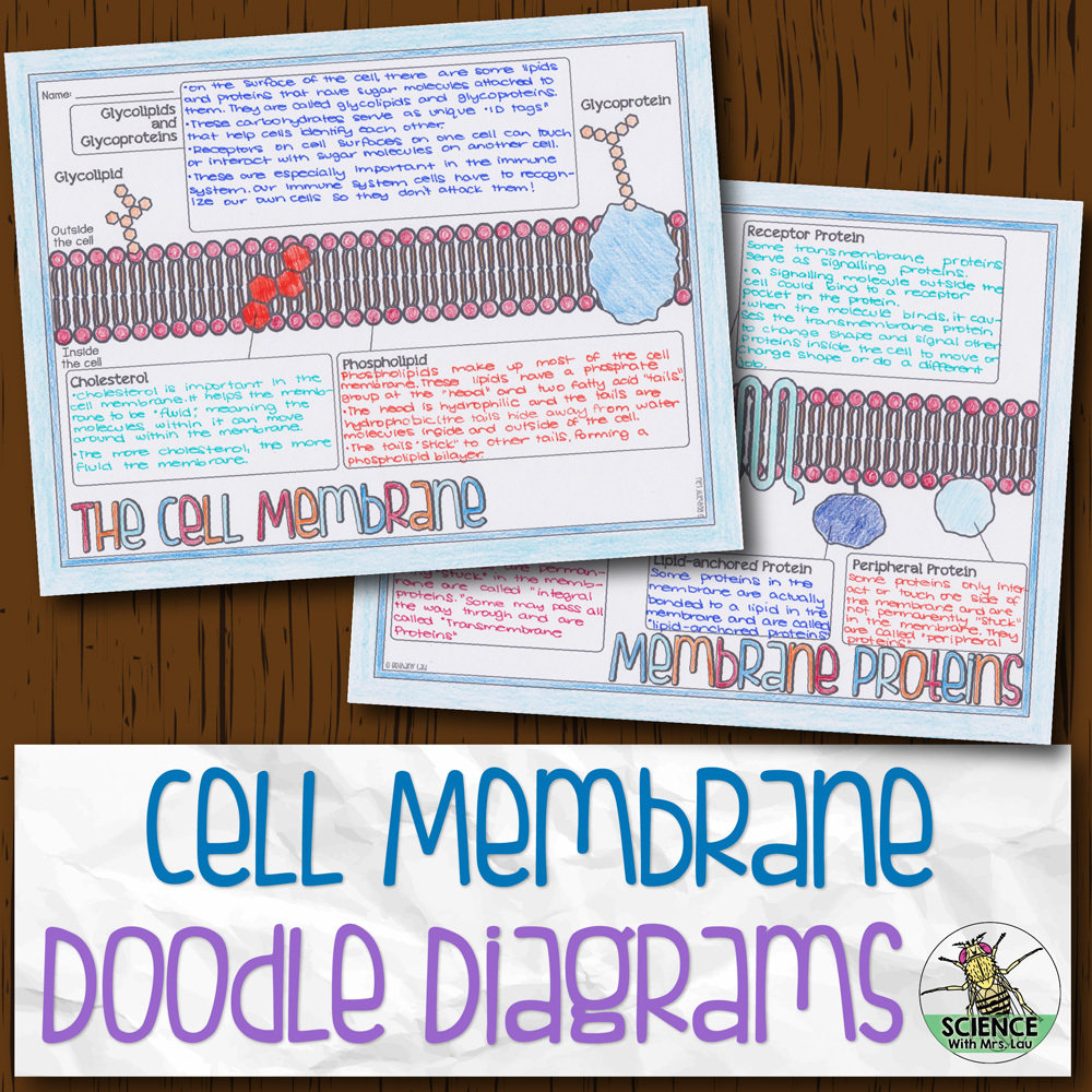 Cell Membrane Doodle Diagrams