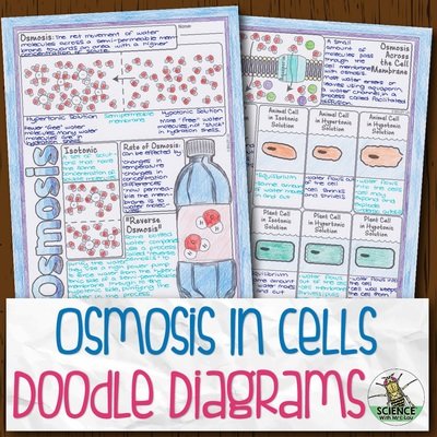 Osmosis in Cells Doodle Diagrams