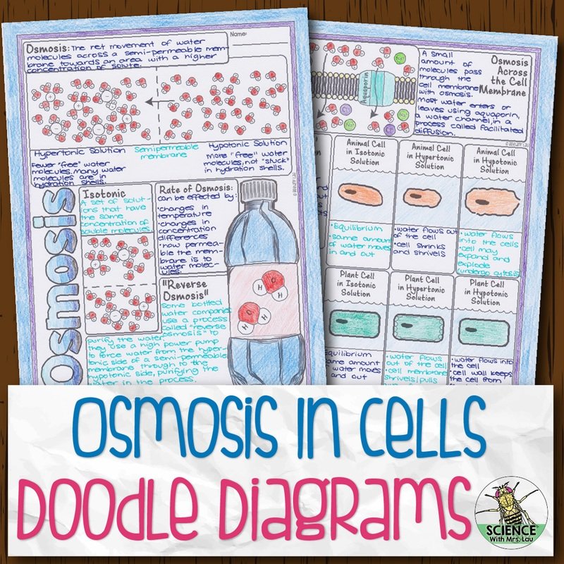 Osmosis in Cells Doodle Diagrams