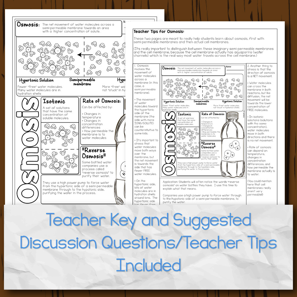 Osmosis in Cells Doodle Diagrams | Store - Science and Math with Mrs. Lau