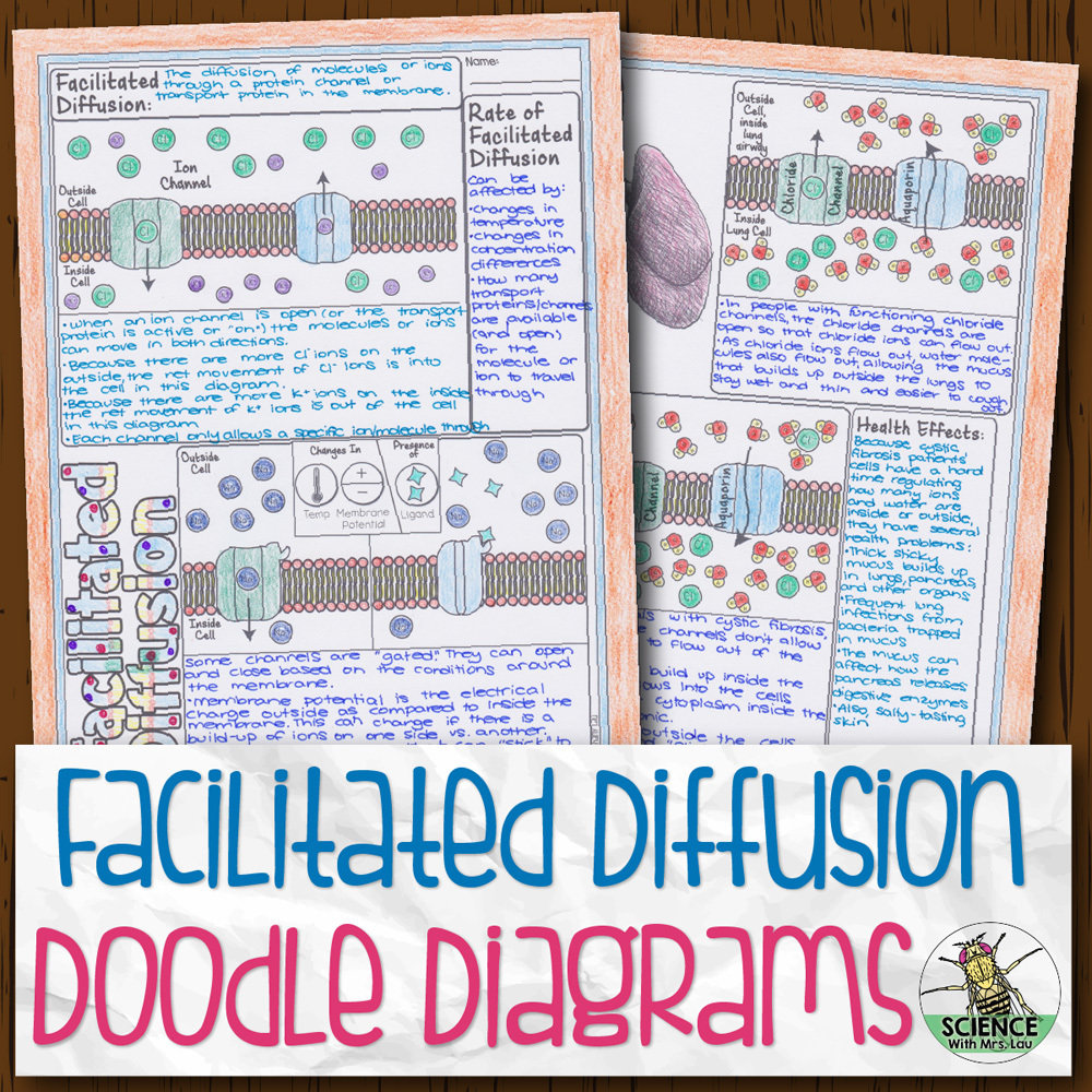 Facilitated Diffusion Doodle Diagrams