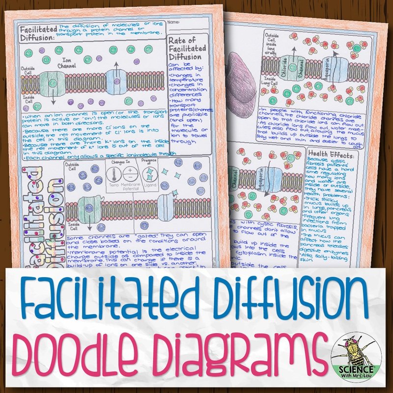 Facilitated Diffusion Doodle Diagrams