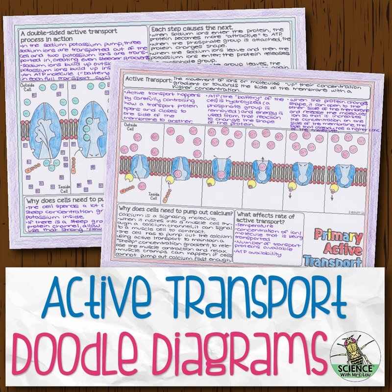 Active Transport Doodle Diagrams