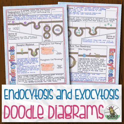 Endocytosis and Exocytosis Doodle Diagrams