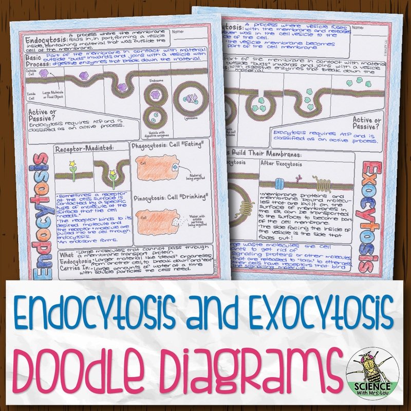 Endocytosis and Exocytosis Doodle Diagrams