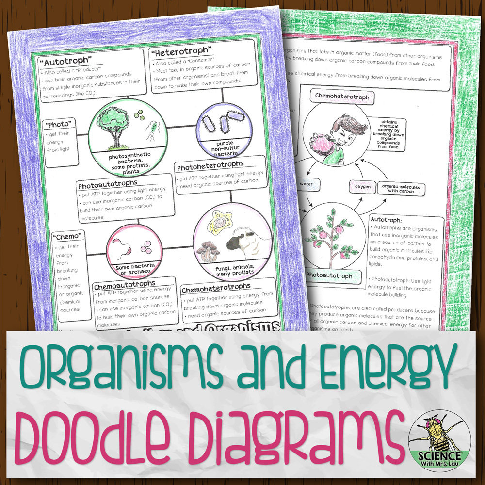 Organisms and Energy Doodle Diagrams