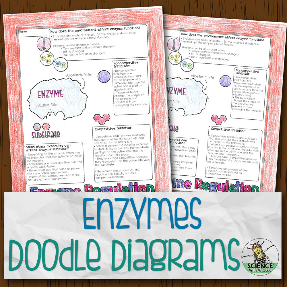 Enzymes Doodle Diagrams