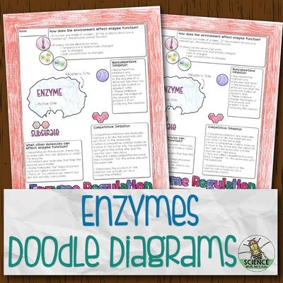 Enzymes Doodle Diagrams