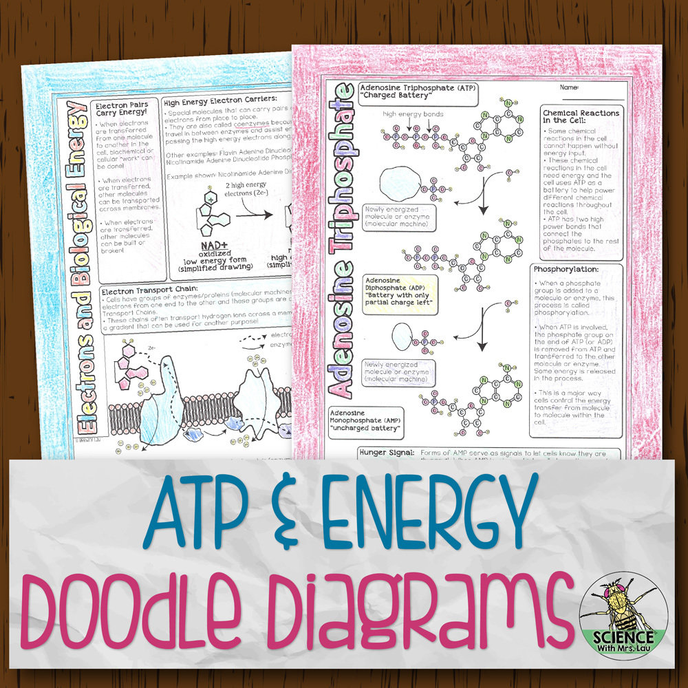 ATP and Energy Doodle Diagrams