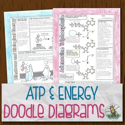 ATP and Energy Doodle Diagrams