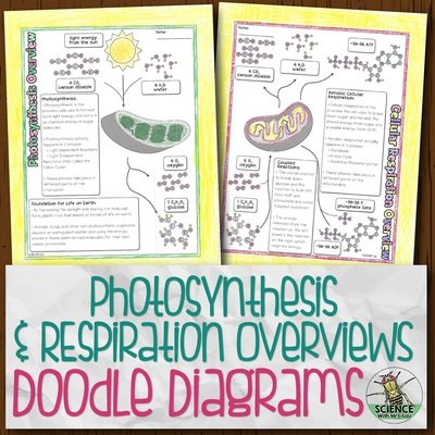 Photosynthesis and Respiration Overviews Doodle Diagrams