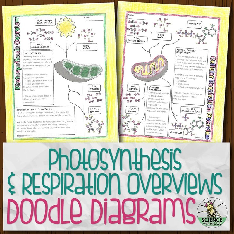 Photosynthesis and Respiration Overviews Doodle Diagrams